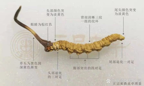 盐酸舍曲林胶囊哪个药房有卖的网- 盐酸舍曲林片哪个厂的药效好知识,分享盐酸舍曲林片哪里有卖